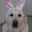 Diane Teunessen's profile image