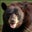The Amherst Bear