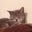 Stephanie Newman's profile image