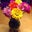 Janice R's profile image