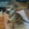 Stephanie Silberstang's profile image