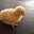 Karen Addicks's profile image