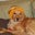 Robert Bowles's profile image