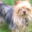 Nicolle Wheatley's profile image
