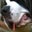 Alisa Spangler-Miller's profile image
