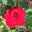 Cathye Rosen's profile image