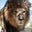 Leo The Lion's profile image