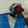 Karla Schriner's profile image