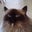 Jenny S's profile image