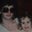 Tarah Bickerstaff's profile image