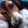 Amanda Saavedra's profile image