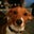 Carol Bardall's profile image