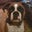 Charbell Younes's profile image
