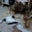Drew Pica's profile image