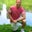 Alan Peacock's profile image