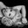 Valerie Spalding's profile image
