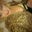 Annabella Lacoste's profile image