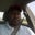 Anthony Harris's profile image