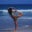 Kristen Williams's profile image