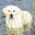 Cheryl Akin's profile image