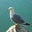 Quacking Seagull