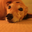 Lori Newton's profile image
