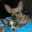 Lisa Nava-Stephens's profile image