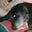 Henry Brimmer's profile image