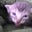 sayla prange's profile image