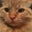 Dorina Cockman's profile image