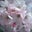 Julianna Dullum's profile image