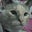 Cindy Rose's profile image