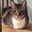 Tom Goldman's profile image