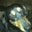 Lee Shackelford's profile image