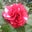 Elizabeth Copeman's profile image