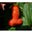 Lady Cranberry's profile image