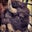 Georgia Buffalo's profile image