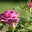 Teresa McFall's profile image