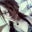 Haylie Shackelford's profile image