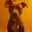 Johnny Adams's profile image