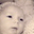 Robin Crow's profile image
