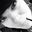 Aj's profile image