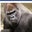 Pac Houstonian's profile image