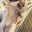 Skifchik's profile image