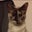 PioDoyle's profile image