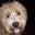 Evie Sall's profile image
