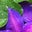 Licinia Faria's profile image