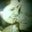 Scott Showers's profile image