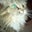 Tifny Powell's profile image