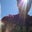 CHRIS METCALFE's profile image